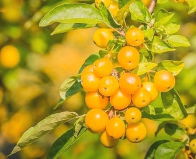 jablon golden hornet - ozdobna odmiana o zoltych owocach